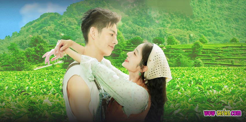 รักเกิดในสวนชา